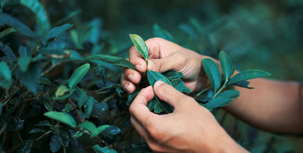 绿茶提取物